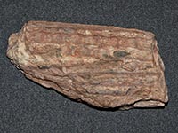 Sigillariaceae